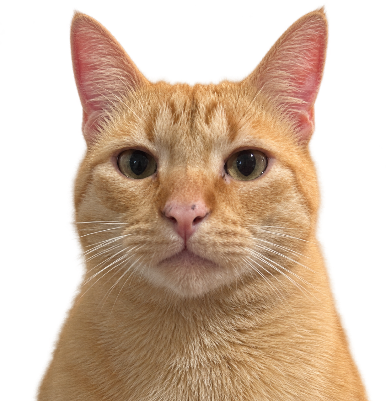 Nacho, an orange tabby cat